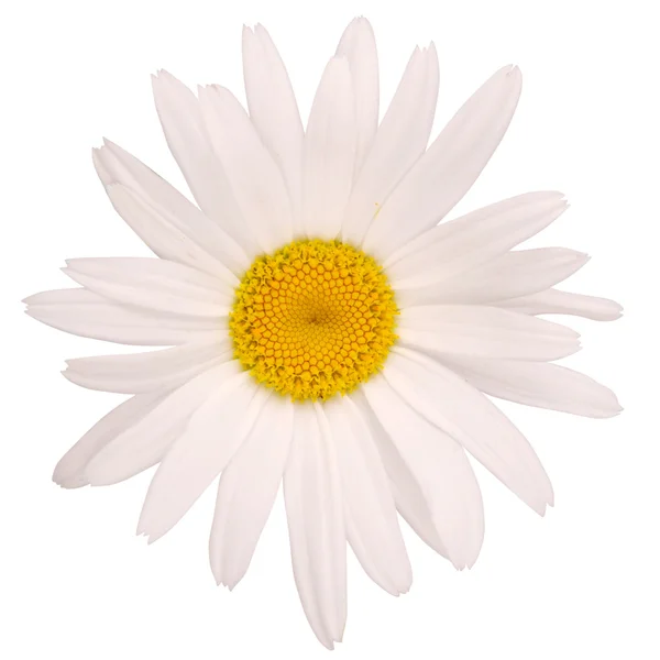 One chamomile flower (Clipping path) — Stock Photo, Image