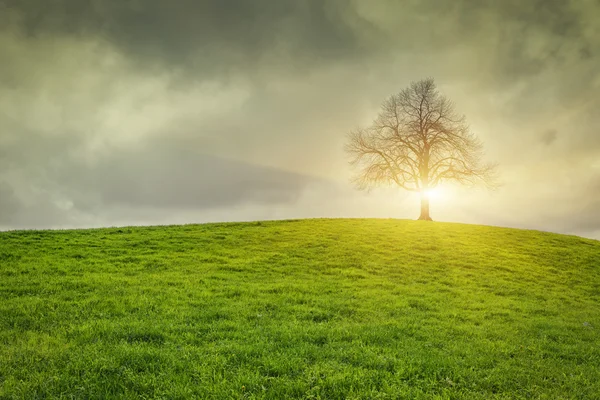 劇的な空と古い孤独な木の上の sunsrise — ストック写真