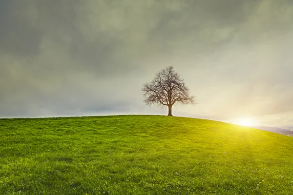 劇的な空と古い孤独な木の上の sunsrise — ストック写真