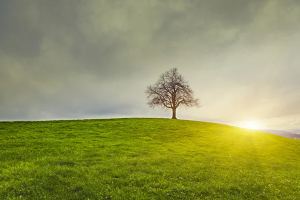 Dramatic sky and sunsrise over old lonely tree