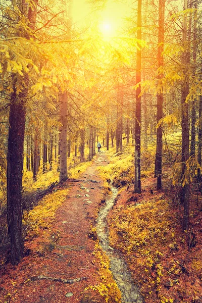 秋天森林里的日出 — 图库照片
