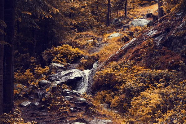 Prachtige zonsopgang in herfst bos — Stockfoto