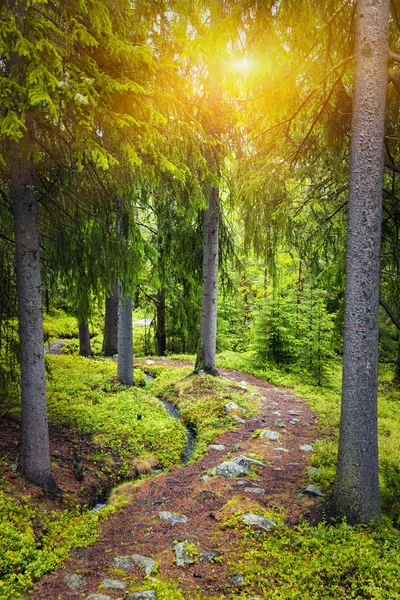 Belo nascer do sol na floresta de outono — Fotografia de Stock