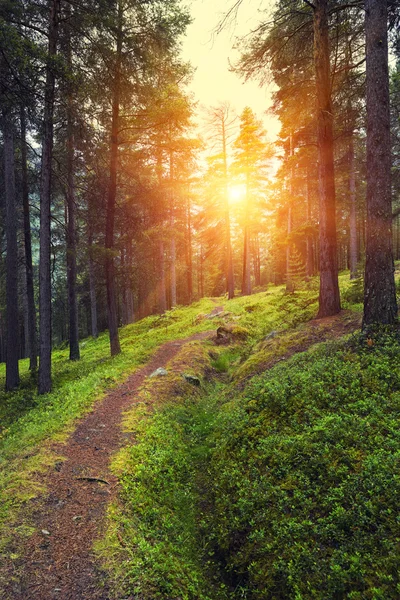 Belo nascer do sol na floresta de outono — Fotografia de Stock