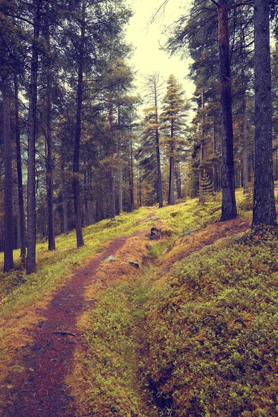 Bela floresta de outono — Fotografia de Stock