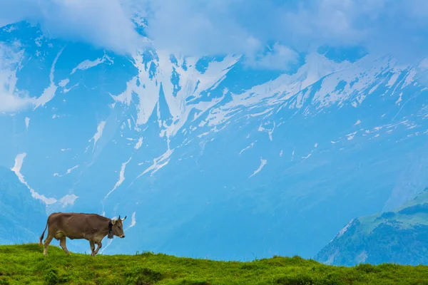 Mucca da latte marrone in un prato d'erba im alps — Foto Stock