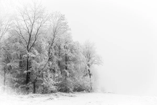 Silhuetas de árvores da floresta de inverno — Fotografia de Stock