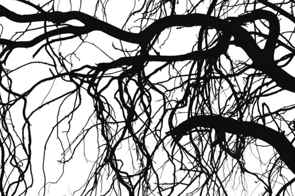 Силуэты дерева Стоковое Фото