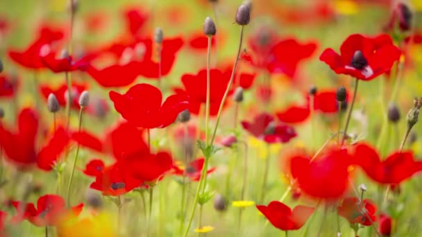 Roter Mohn — Stockvideo