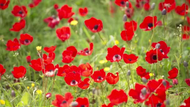 Amapola roja — Vídeos de Stock