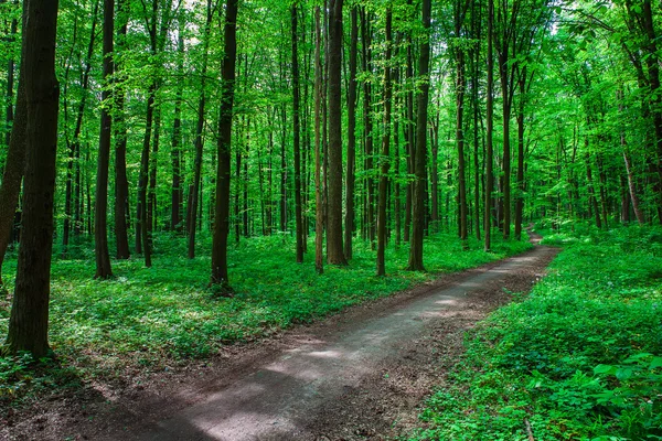 Bela floresta verde — Fotografia de Stock