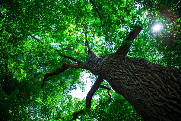 Waldbäume Natur — Stockfoto
