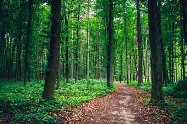 Hermoso bosque verde — Foto de Stock