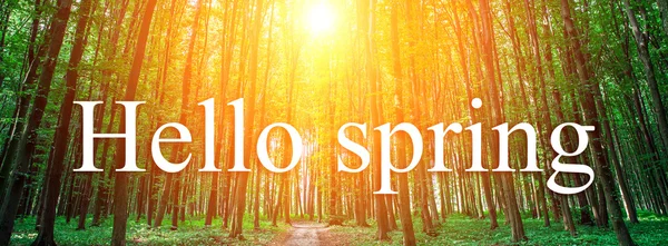 Hello spring background — Stock Photo, Image