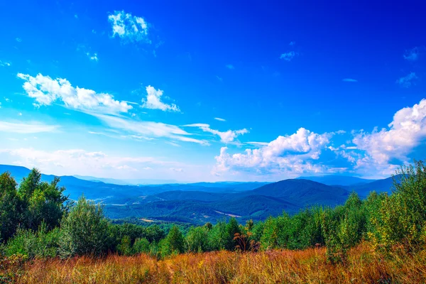 Bosque de pino — Foto de Stock