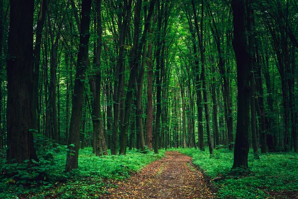 Hermoso bosque verde —  Fotos de Stock