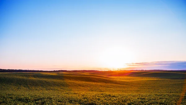 Campo verde durante o pôr do sol — Fotografia de Stock