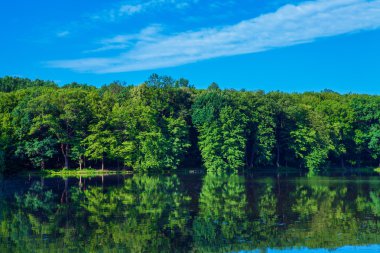 Yeşil orman ile mavi su birikintisi