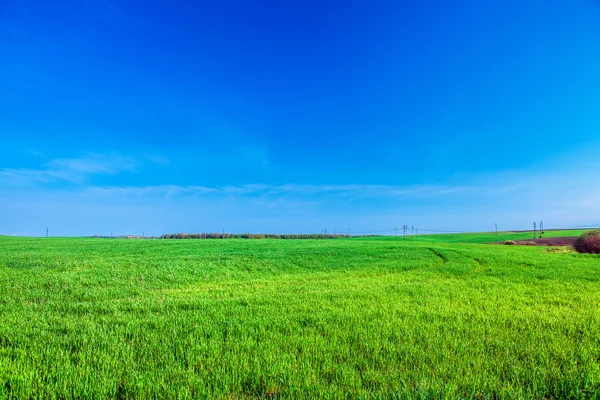 Beautiful morning green field — Stock Photo, Image