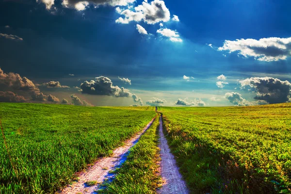 Beautiful morning green field — Stock Photo, Image