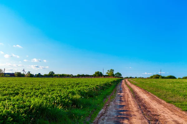 Schöne morgendliche grüne Wiese — Stockfoto