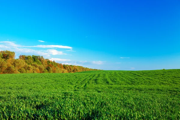 Hermoso campo verde mañana — Foto de Stock