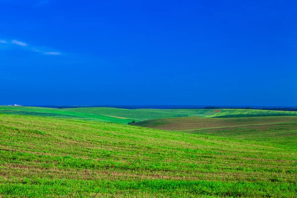 Прекрасне ранкове зелене поле — стокове фото