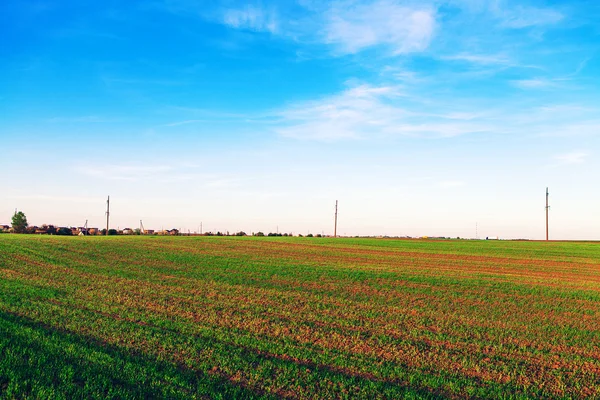 Green floral field — Stock Photo, Image