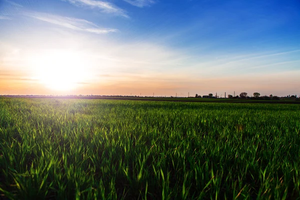 Grønn mark og vakker solnedgang – stockfoto