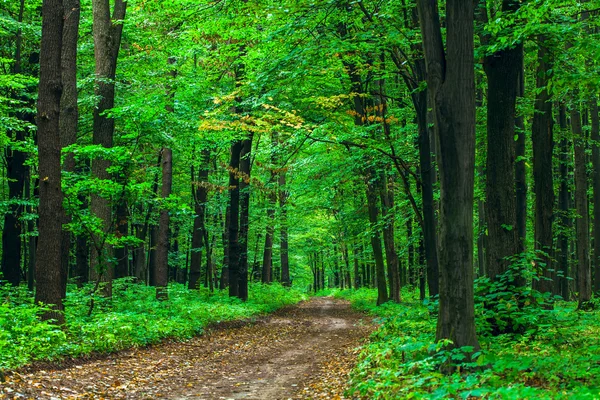 Prachtige groene woud — Stockfoto