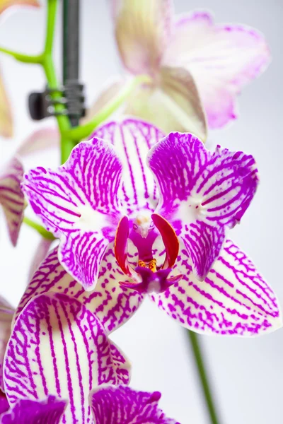 Orquídea violeta aislada sobre un fondo blanco —  Fotos de Stock