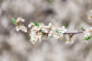  bir bahar gününde çiçek