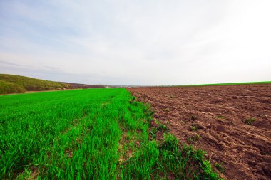 Yeşil Alan ve Güzel Gün Batımı