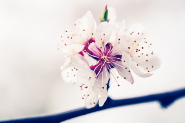 bir bahar gününde çiçek