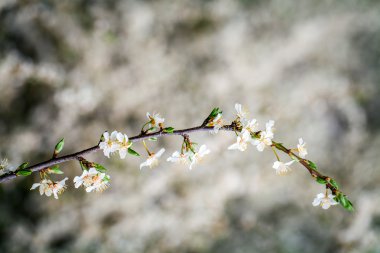  bir bahar gününde çiçek