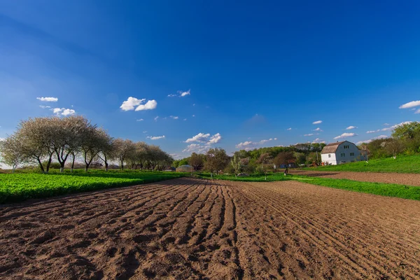 Campo verde e bellissimo tramonto — Foto Stock