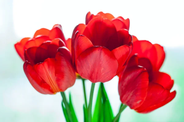 Tulipas coloridas na mesa — Fotografia de Stock