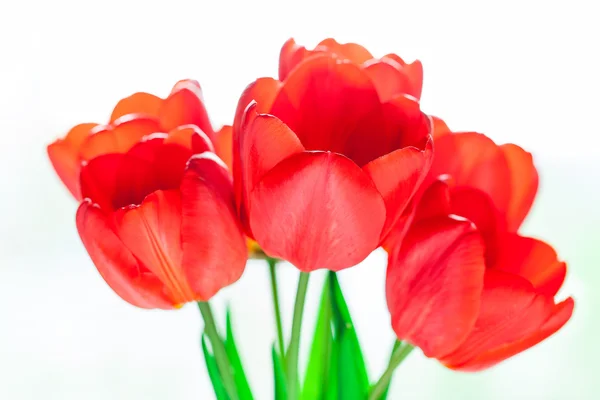 Bunte Tulpen auf dem Hintergrund — Stockfoto