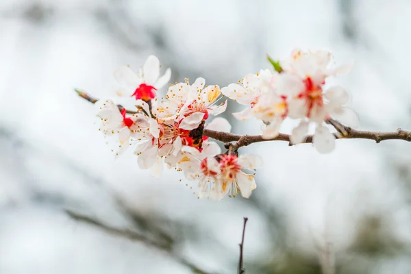 Fleurs un jour de printemps — Photo