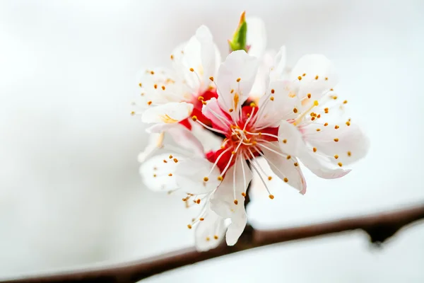 Kwiaty na dzień wiosny — Zdjęcie stockowe