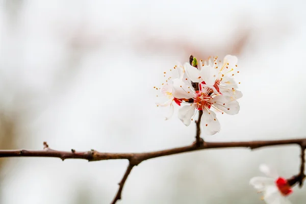 Kwiaty na dzień wiosny — Zdjęcie stockowe