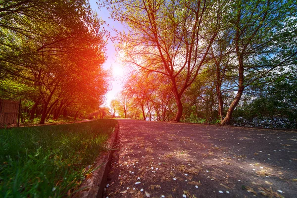 Beautiful avenue in to the park — Stock Photo, Image