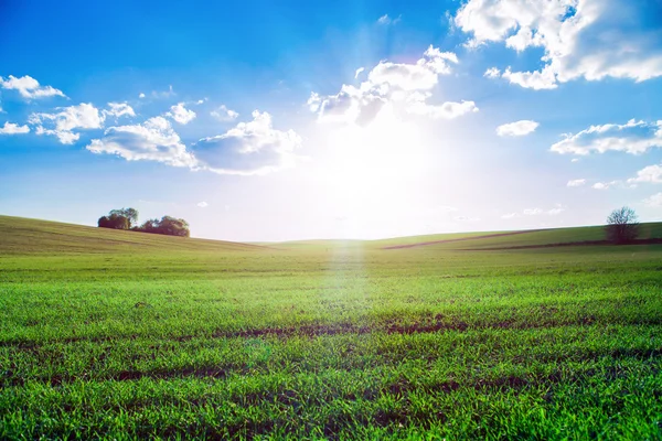 Campo verde e bellissimo tramonto — Foto Stock