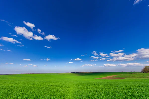 Green Field and Beautiful Sunset — Stock Photo, Image