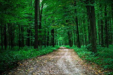 Güneş ışığıyla güzel yeşil orman