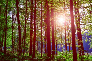 Güneş ışığıyla güzel yeşil orman