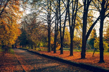 küçük sis sonbahar park vardır.