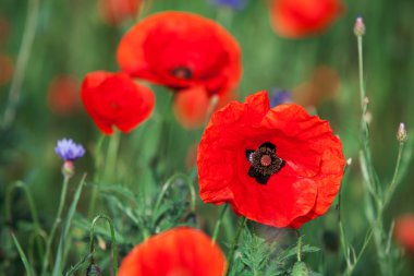 Kırmızı haşhaş peyzaj alanı