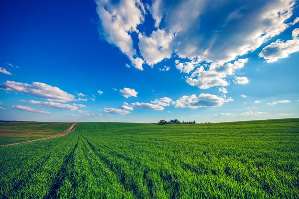 Grüne Wiese und schöner Sonnenuntergang — Stockfoto