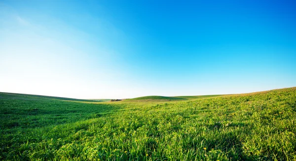 Green Field and Beautiful Sunset — Stock Photo, Image